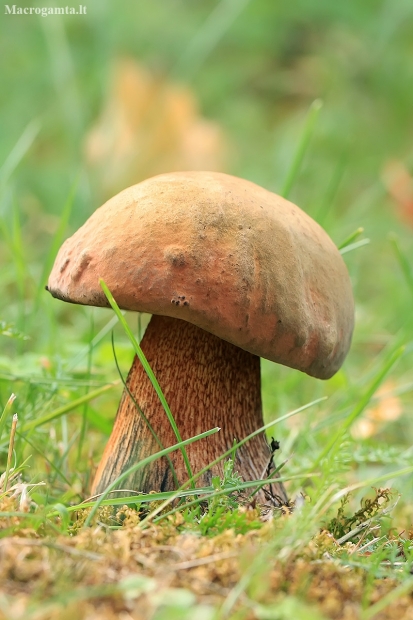 Tikrasis paąžuolis - Boletus luridus | Fotografijos autorius : Gintautas Steiblys | © Macronature.eu | Macro photography web site