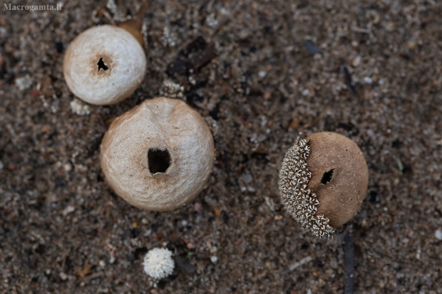 Pumpotaukšlis - Lycoperdon marginatum | Fotografijos autorius : Zita Gasiūnaitė | © Macrogamta.lt | Šis tinklapis priklauso bendruomenei kuri domisi makro fotografija ir fotografuoja gyvąjį makro pasaulį.