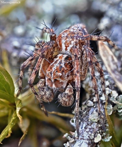 Lynx spider - Oxyopes ramosus | Fotografijos autorius : Kazimieras Martinaitis | © Macronature.eu | Macro photography web site
