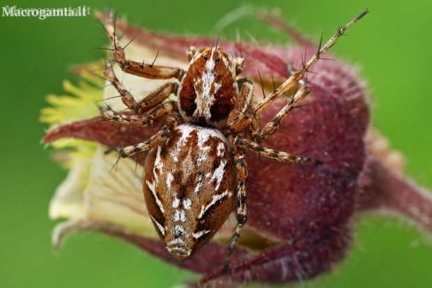 Lynx spider - Oxyopes ramosus  | Fotografijos autorius : Gintautas Steiblys | © Macronature.eu | Macro photography web site