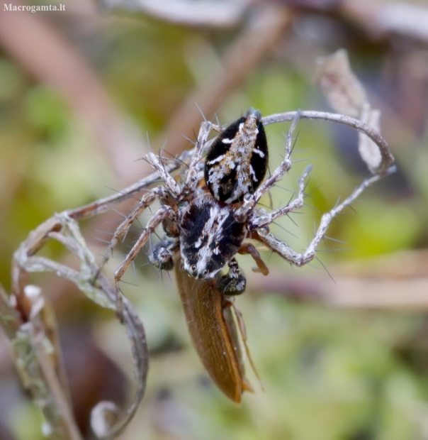 Lynx spider - Oxyopes ramosus | Fotografijos autorius : Romas Ferenca | © Macronature.eu | Macro photography web site