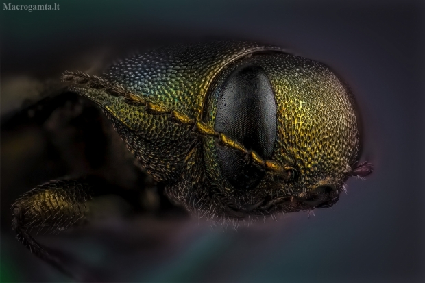 Mėlynasis blizgiavabalis - Phaenops cyanea | Fotografijos autorius : Eugenijus Kavaliauskas | © Macrogamta.lt | Šis tinklapis priklauso bendruomenei kuri domisi makro fotografija ir fotografuoja gyvąjį makro pasaulį.