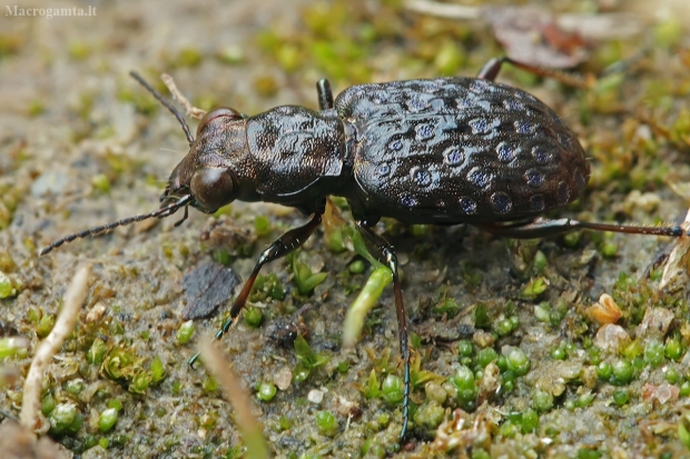 Mėlynpadis akiuotžygis - Elaphrus cupreus | Fotografijos autorius : Gintautas Steiblys | © Macrogamta.lt | Šis tinklapis priklauso bendruomenei kuri domisi makro fotografija ir fotografuoja gyvąjį makro pasaulį.