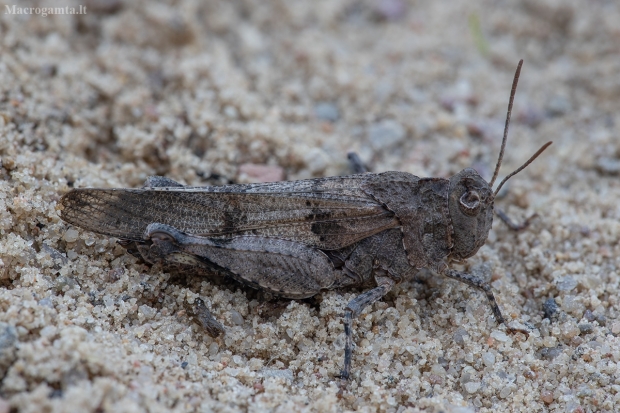 Mėlynsparnis tarkšlys - Oedipoda caerulescens | Fotografijos autorius : Žilvinas Pūtys | © Macrogamta.lt | Šis tinklapis priklauso bendruomenei kuri domisi makro fotografija ir fotografuoja gyvąjį makro pasaulį.