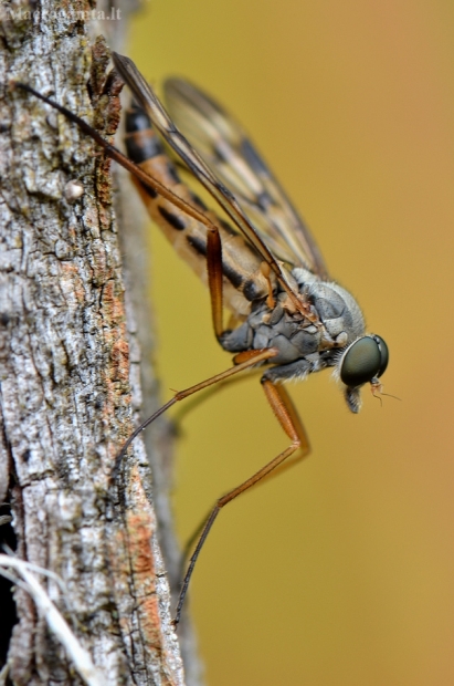 Paprastoji slankmusė - Rhagio scolopaceus | Fotografijos autorius : Arūnas Eismantas | © Macrogamta.lt | Šis tinklapis priklauso bendruomenei kuri domisi makro fotografija ir fotografuoja gyvąjį makro pasaulį.