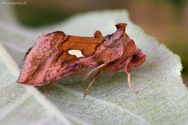 Mažadėmis žvilgūnas - Autographa excelsa | Fotografijos autorius : Arūnas Eismantas | © Macrogamta.lt | Šis tinklapis priklauso bendruomenei kuri domisi makro fotografija ir fotografuoja gyvąjį makro pasaulį.