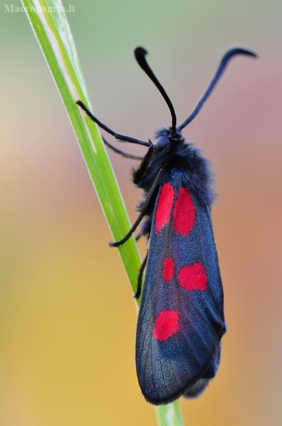 Mažasis marguolis - Zygaena viciae | Fotografijos autorius : Arūnas Eismantas | © Macrogamta.lt | Šis tinklapis priklauso bendruomenei kuri domisi makro fotografija ir fotografuoja gyvąjį makro pasaulį.