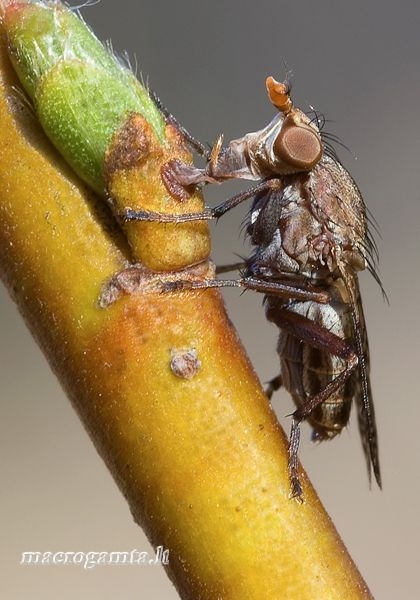 Sciomyzidae - Sraigžudė | Fotografijos autorius : Vilius Grigaliūnas | © Macrogamta.lt | Šis tinklapis priklauso bendruomenei kuri domisi makro fotografija ir fotografuoja gyvąjį makro pasaulį.