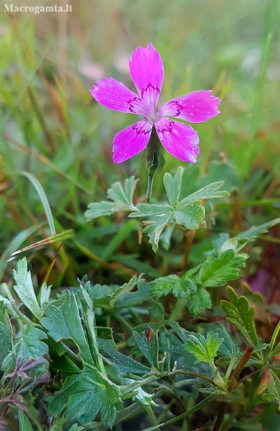 Maiden pink - Dianthus deltoides  | Fotografijos autorius : Gintautas Steiblys | © Macronature.eu | Macro photography web site