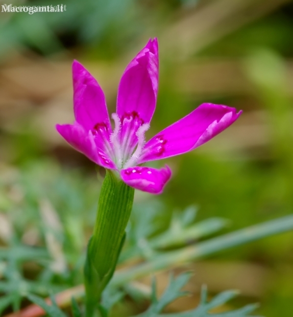 Maiden pink - Dianthus deltoides | Fotografijos autorius : Romas Ferenca | © Macronature.eu | Macro photography web site