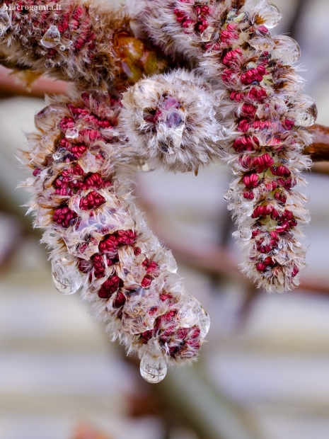 Male catkins of aspen | Populus tremula | Salicaceae | Fotografijos autorius : Darius Baužys | © Macrogamta.lt | Šis tinklapis priklauso bendruomenei kuri domisi makro fotografija ir fotografuoja gyvąjį makro pasaulį.
