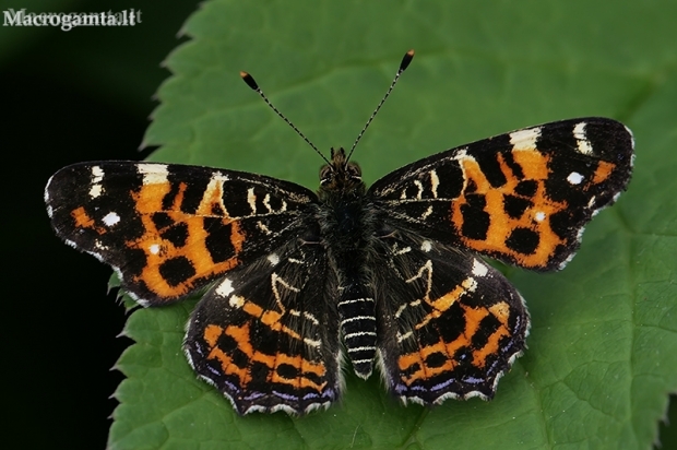 Map butterfly - Araschnia levana f. levana | Fotografijos autorius : Gintautas Steiblys | © Macronature.eu | Macro photography web site