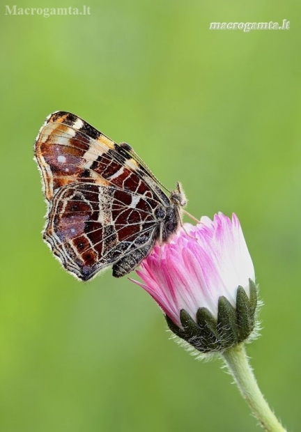 Map butterfly - Araschnia levana | Fotografijos autorius : Lukas Jonaitis | © Macronature.eu | Macro photography web site