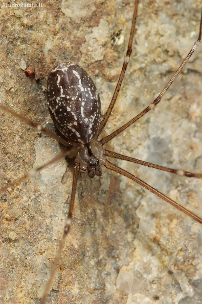Marbled cellar spider - Holocnemus pluchei | Fotografijos autorius : Gintautas Steiblys | © Macrogamta.lt | Šis tinklapis priklauso bendruomenei kuri domisi makro fotografija ir fotografuoja gyvąjį makro pasaulį.