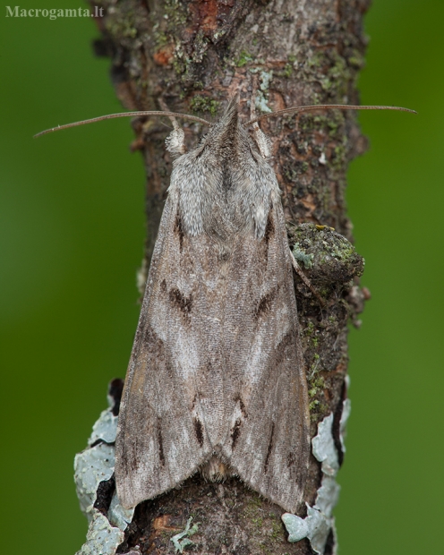 Margasparnė kukulija - Cucullia fraudatrix | Fotografijos autorius : Žilvinas Pūtys | © Macrogamta.lt | Šis tinklapis priklauso bendruomenei kuri domisi makro fotografija ir fotografuoja gyvąjį makro pasaulį.
