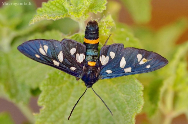 Margenis - Amata phegea | Fotografijos autorius : Deividas Makavičius | © Macrogamta.lt | Šis tinklapis priklauso bendruomenei kuri domisi makro fotografija ir fotografuoja gyvąjį makro pasaulį.