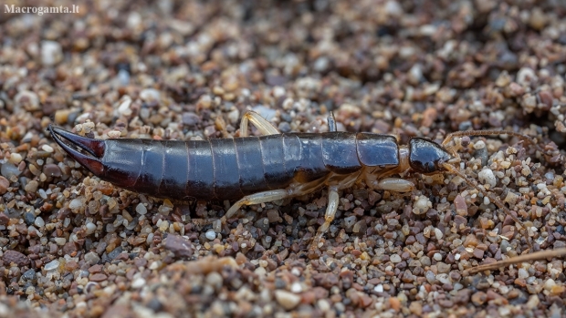 Maritime Earwig - Anisolabis maritima ♀ | Fotografijos autorius : Žilvinas Pūtys | © Macronature.eu | Macro photography web site