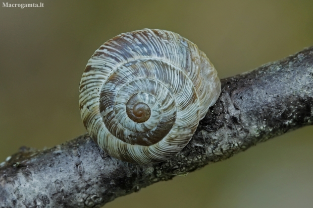 Maritime gardensnail - Cernuella cisalpina | Fotografijos autorius : Gintautas Steiblys | © Macronature.eu | Macro photography web site