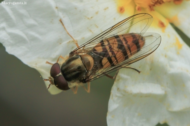 Marmalade Hoverfly - Episyrphus balteatus | Fotografijos autorius : Gintautas Steiblys | © Macrogamta.lt | Šis tinklapis priklauso bendruomenei kuri domisi makro fotografija ir fotografuoja gyvąjį makro pasaulį.