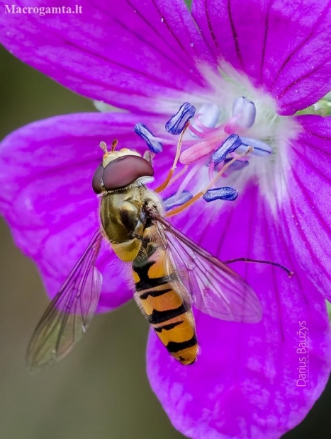 Marmalade hoverfly | Episyrphus balteatus | Fotografijos autorius : Darius Baužys | © Macronature.eu | Macro photography web site