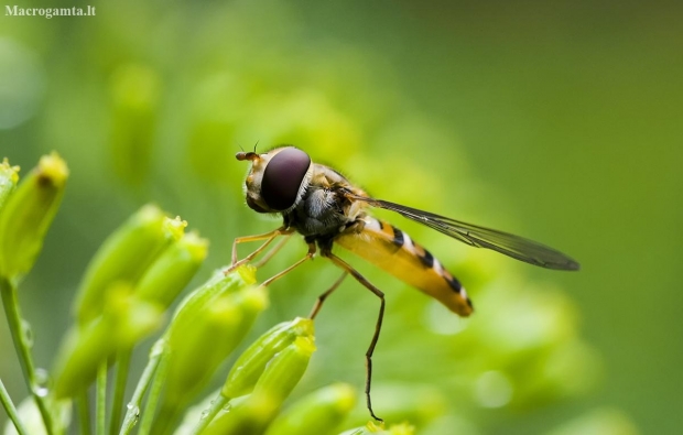 Žiedmusė - Episyrphus balteatus | Fotografijos autorius : Irenėjas Urbonavičius | © Macronature.eu | Macro photography web site