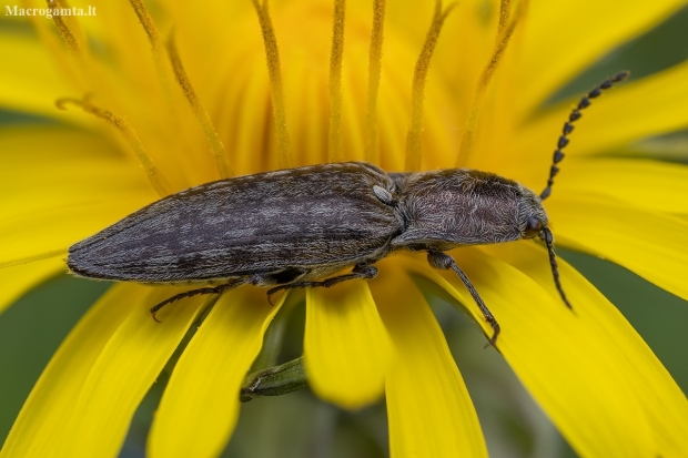 Marsh Click Beetle - Actenicerus siaelandicus | Fotografijos autorius : Žilvinas Pūtys | © Macronature.eu | Macro photography web site