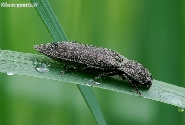 Marsh Click Beetle - Actenicerus siaelandicus | Fotografijos autorius : Romas Ferenca | © Macronature.eu | Macro photography web site
