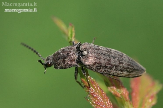 Marsh Click Beetle - Actenicerus siaelandicus | Fotografijos autorius : Gediminas Gražulevičius | © Macrogamta.lt | Šis tinklapis priklauso bendruomenei kuri domisi makro fotografija ir fotografuoja gyvąjį makro pasaulį.