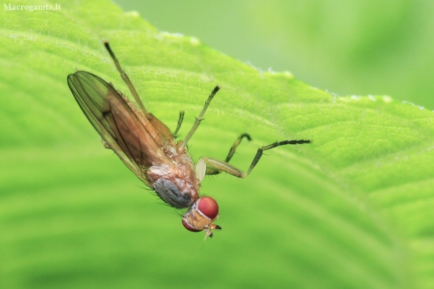 Marsh Fly - Pherbellia dubia | Fotografijos autorius : Gintautas Steiblys | © Macronature.eu | Macro photography web site