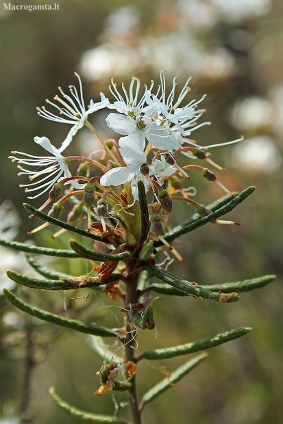 Marsh Labrador tea - Rhododendron tomentosum | Fotografijos autorius : Gintautas Steiblys | © Macronature.eu | Macro photography web site