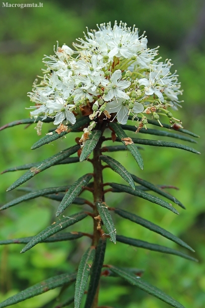 Marsh Labrador tea - Rhododendron tomentosum | Fotografijos autorius : Gintautas Steiblys | © Macronature.eu | Macro photography web site