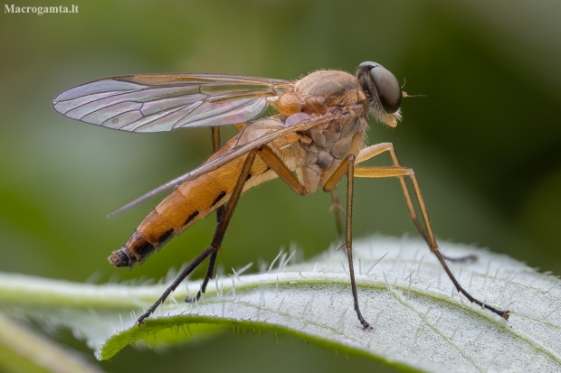 Slankmusė - Rhagio tringarius ♂ | Fotografijos autorius : Žilvinas Pūtys | © Macronature.eu | Macro photography web site