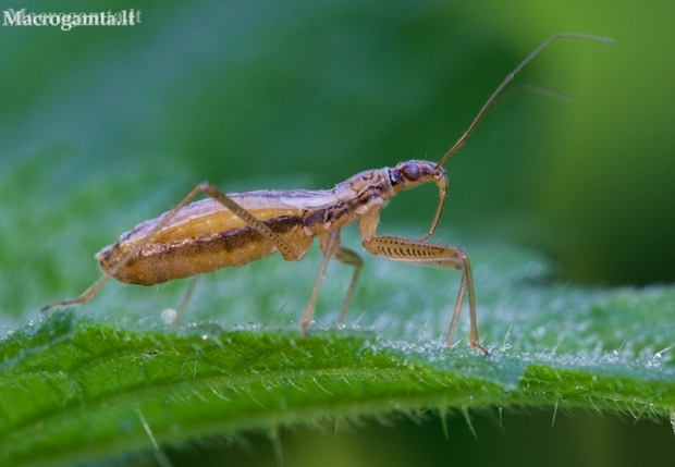 Trumpasparnė skerdblakė - Nabis limbatus | Fotografijos autorius : Žilvinas Pūtys | © Macronature.eu | Macro photography web site