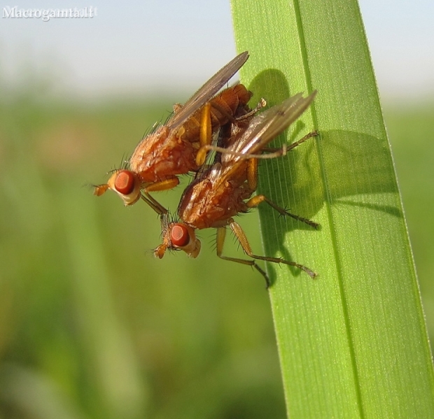 Marsh flies - Tetanocera sp. | Fotografijos autorius : Rasa Gražulevičiūtė | © Macronature.eu | Macro photography web site