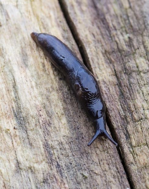 Marsh slug - Deroceras laeve | Fotografijos autorius : Kazimieras Martinaitis | © Macronature.eu | Macro photography web site
