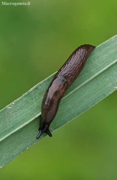 Marsh slug - Deroceras leave, dark form | Fotografijos autorius : Gintautas Steiblys | © Macronature.eu | Macro photography web site