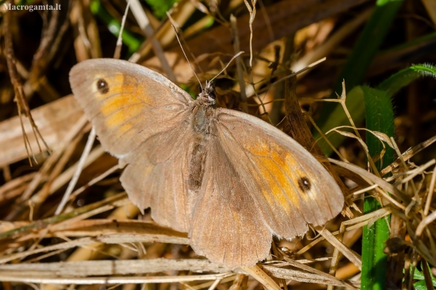 Meadow Brown | Maniola jurtina | Fotografijos autorius : Darius Baužys | © Macronature.eu | Macro photography web site