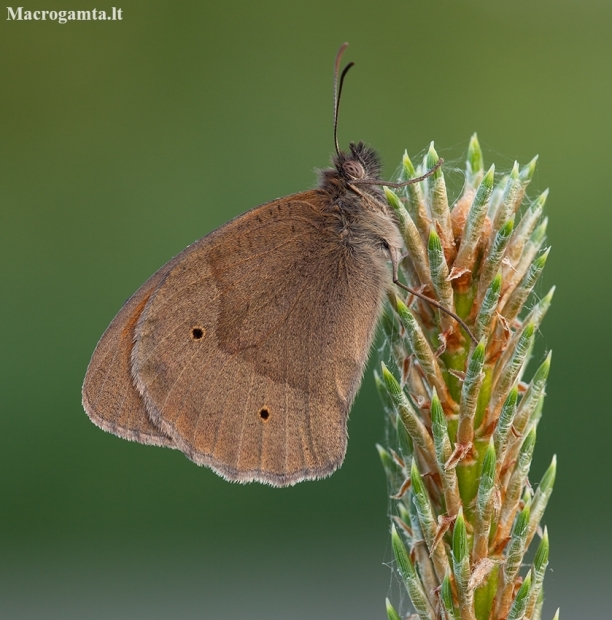 Meadow Brown - Maniola jurtina | Fotografijos autorius : Deividas Makavičius | © Macronature.eu | Macro photography web site