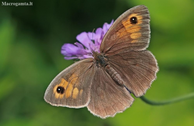 Meadow Brown - Maniola jurtina | Fotografijos autorius : Gintautas Steiblys | © Macronature.eu | Macro photography web site