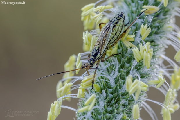 Meadow plant bug | Leptopterna dolobrata | Fotografijos autorius : Darius Baužys | © Macronature.eu | Macro photography web site