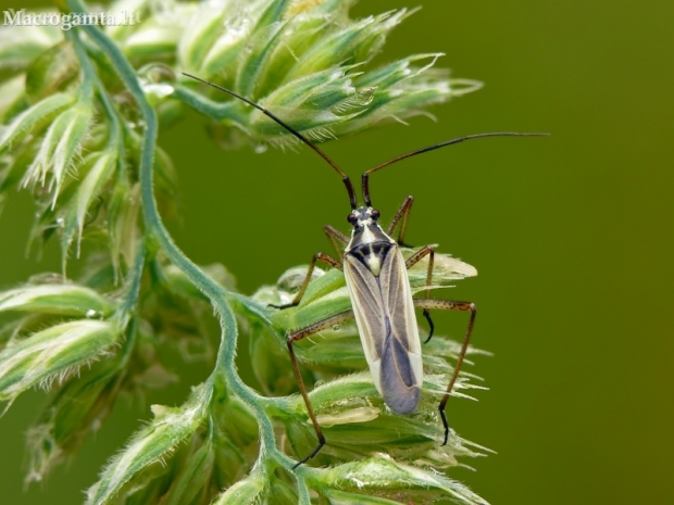Meadow plant bug - Leptopterna dolabrata ♂ | Fotografijos autorius : Darius Baužys | © Macronature.eu | Macro photography web site