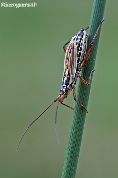 Meadow plant bug - Leptopterna dolabrata  | Fotografijos autorius : Gintautas Steiblys | © Macronature.eu | Macro photography web site