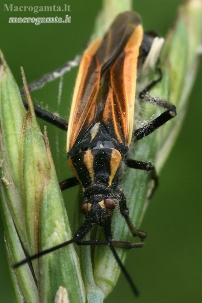 Meadow plant bug - Leptopterna dolabrata  | Fotografijos autorius : Gintautas Steiblys | © Macronature.eu | Macro photography web site