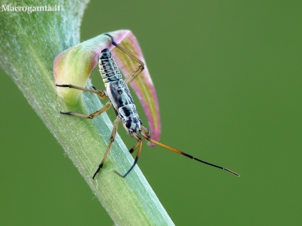 Meadow plant bug - Leptopterna dolabrata, nimfa | Fotografijos autorius : Darius Baužys | © Macronature.eu | Macro photography web site