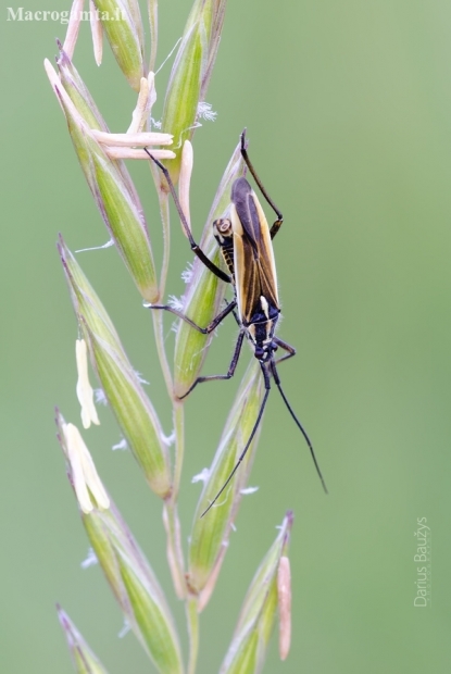 Painioji žolblakė - Leptopterna dolabrata | Fotografijos autorius : Darius Baužys | © Macronature.eu | Macro photography web site