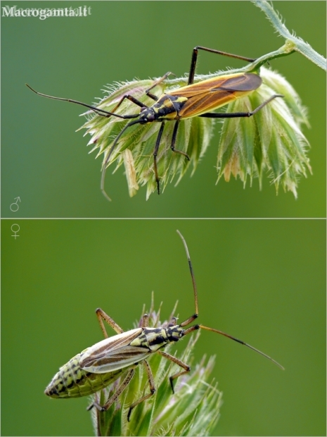 Meadow plant bug - Leptopterna dolabrata | Fotografijos autorius : Darius Baužys | © Macronature.eu | Macro photography web site