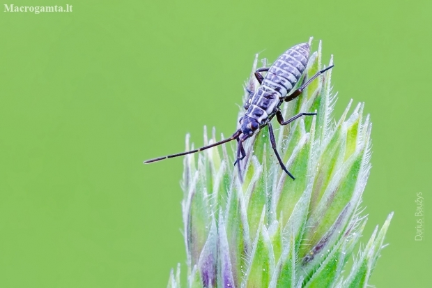 Meadow plant bug, nymph | Fotografijos autorius : Darius Baužys | © Macronature.eu | Macro photography web site