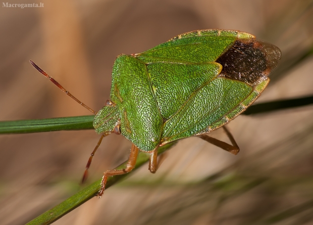 Medinė skydblakė - Palomena prasina | Fotografijos autorius : Žilvinas Pūtys | © Macrogamta.lt | Šis tinklapis priklauso bendruomenei kuri domisi makro fotografija ir fotografuoja gyvąjį makro pasaulį.