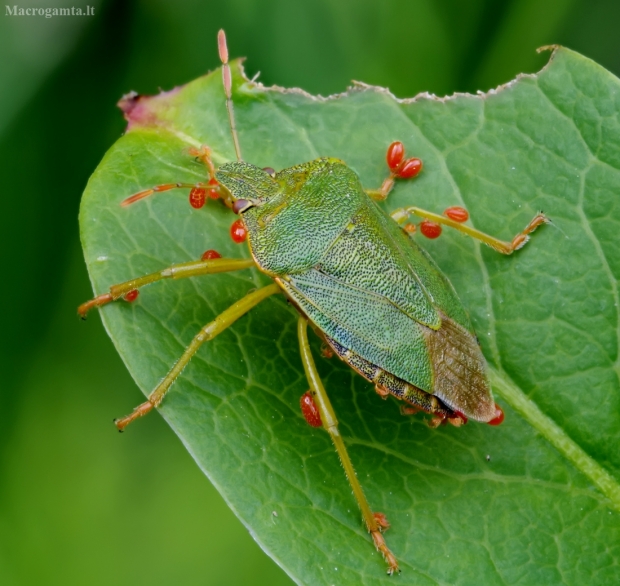 Medinė skydblakė - Palomena prasina | Fotografijos autorius : Romas Ferenca | © Macrogamta.lt | Šis tinklapis priklauso bendruomenei kuri domisi makro fotografija ir fotografuoja gyvąjį makro pasaulį.