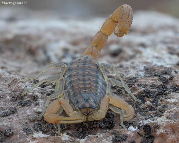 Mediterranean Checkered Scorpion - Aegaeobuthus gibbosus | Fotografijos autorius : Žilvinas Pūtys | © Macronature.eu | Macro photography web site